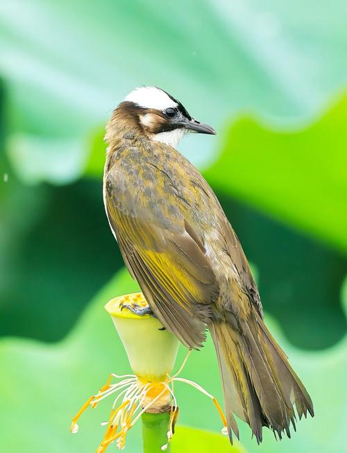 下雨天鸟类行为揭秘，鸟儿们都在做什么？