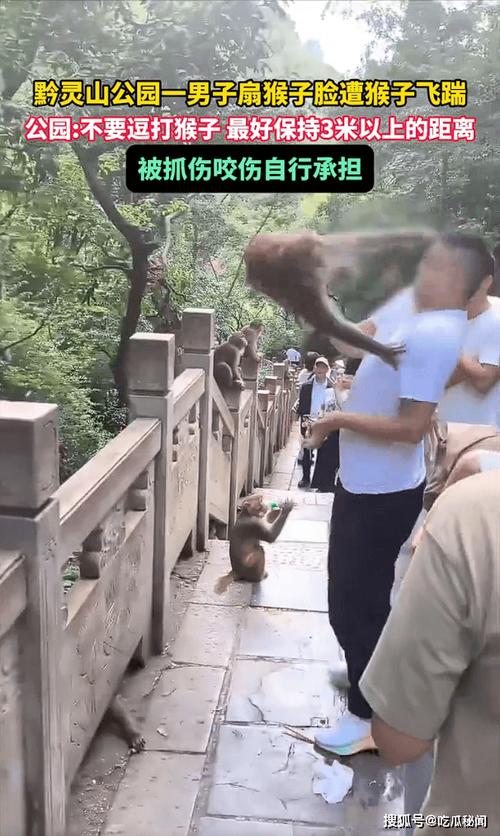 驴友投喂野猴遭飞踹，惊险瞬间引发关注