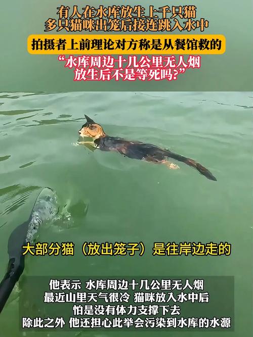 水库放生猫,善举还是盲目行为?