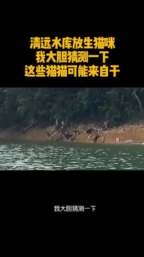 水库放生猫,善举还是盲目行为?