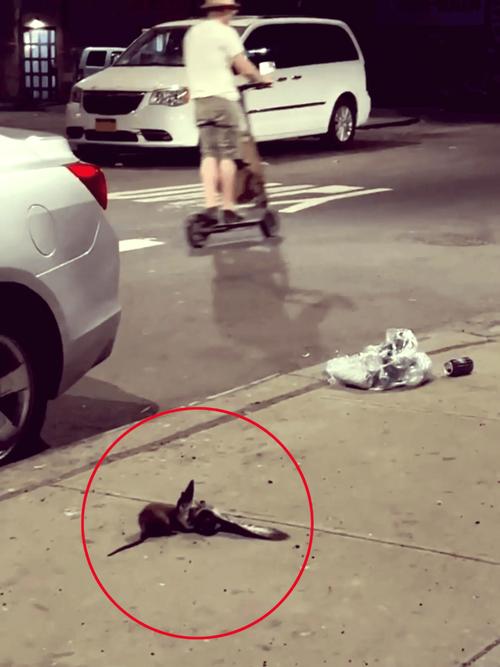 纽约推行带盖垃圾桶，市长的革命性创意实践