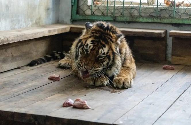 林草局回应认养东北虎两年心衰死亡事件